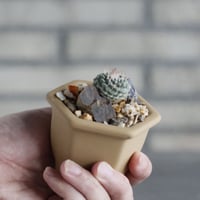 Strombocactus disciformis (菊水) ×  nos pot (2.5号)  no.1004/142