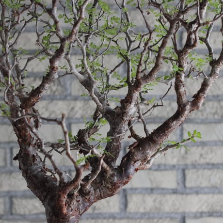 Commiphora monstrosa (6.5号鉢)  no.705/87