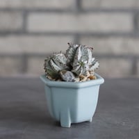 Euphorbia horrida × nos pot (2.5号) no.927/82