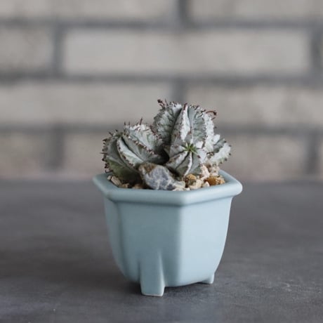 Euphorbia horrida × nos pot (2.5号) no.927/82
