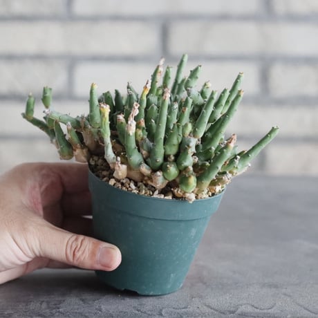 Euphorbia ornithopus (3号) ＋YAMABACHI  no.830/25.5