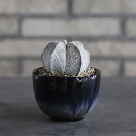 【TAKATAKA】Astrophytum myriostigma (白ランポー玉) × 安西岳郎 / 中川智治 (3号)  no.823/38