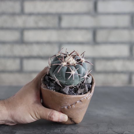 Echinocactus horizonthalonius (翠平丸) × Mie Maeda (3号鉢)  no.712/12