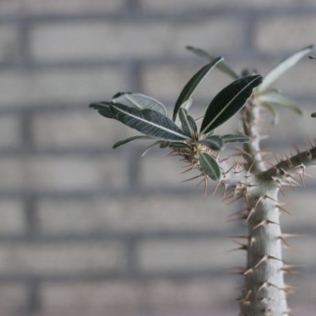 Pachypodium cactipes × N/OH (3.5号)  no.920/10