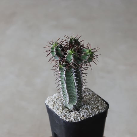 【tres】Euphorbia avasmontana (3号)  no.816/36.5