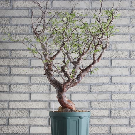 Commiphora monstrosa (6.5号鉢)  no.705/87