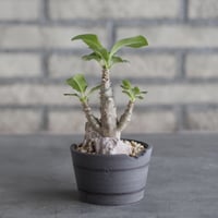 Pachypodium windsorii × N/OH (3号)  no.1004/103