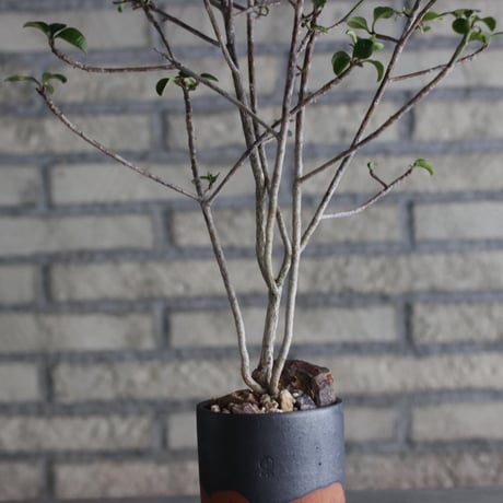 Euphorbia geroldii (花キリン) × N/OH (3.5号)  no.920/3