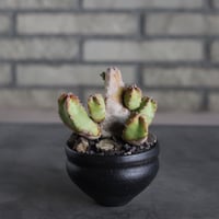 Euphorbia resinifera (白角キリン) × Yuta Uchida (3.5号) no.719/47