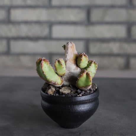 Euphorbia resinifera (白角キリン) × Yuta Uchida (3.5号) no.719/47