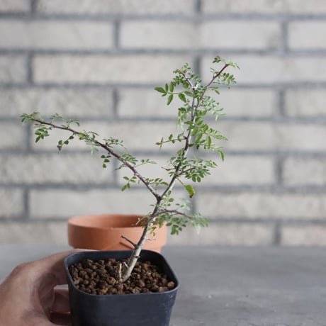 Bursera aptera (2.5号) ＋YAMABACHI  no.830/36