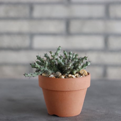 Euphorbia actinoclada × YAMABACHI (3号)  no.927/71