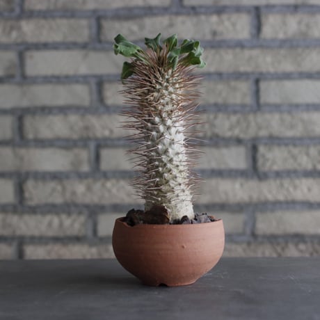 Pachypodium namaquanum (光堂) × N/OH (4号)  no.920/13