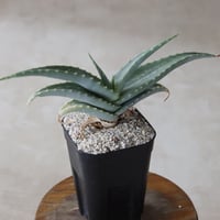 【tres】Aloe megalacantha (3号)  no.816/46