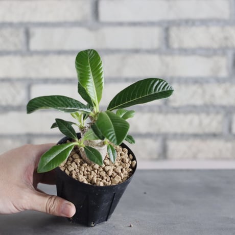 Pachypodium windsorii (3号鉢)  no.705/111