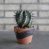 Euphorbia horrida  × YAMABACHI var. N/OH (3号)  no.906/53