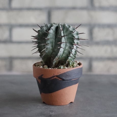 Euphorbia horrida  × YAMABACHI var. N/OH (3号)  no.906/53
