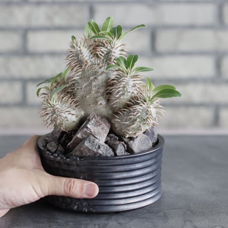 Pachypodium 恵比寿大黒×makayense × Yuta Uchida (4.5号)   no.712/18