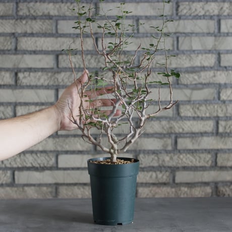 Commiphora sinuata (4号)  no.719/137