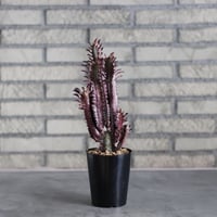 Euphorbia trigona f. rubra  / 紅彩雲閣 (3号)  no.719/143