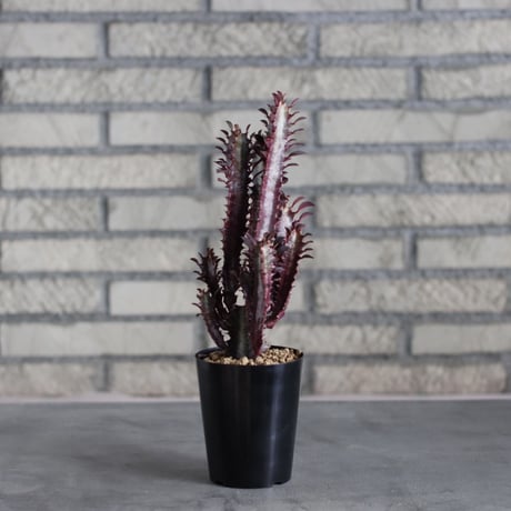 Euphorbia trigona f. rubra  / 紅彩雲閣 (3号)  no.719/143