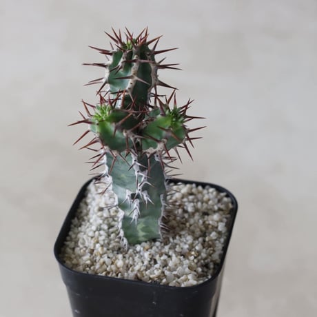 【tres】Euphorbia avasmontana (3号)  no.816/37