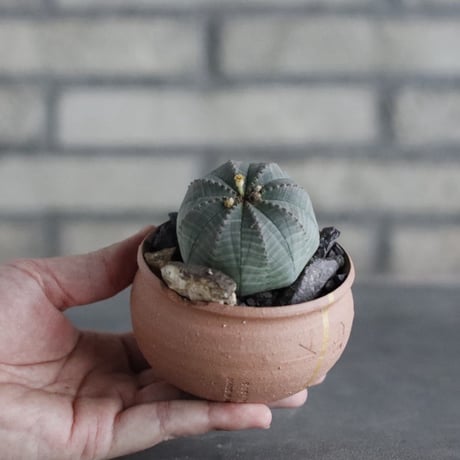 Euphorbia obesa × N/OH (3号)  no.906/58