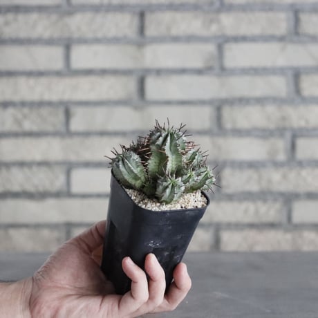 Euphorbia horrida (2.5号) ＋YAMABACHI  no.830/19