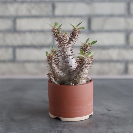 Pachypodium makayense × 備前鉢 (3号)   no.712/19