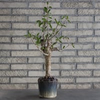 【芽の巣山】Commiphora lamii × 安西岳郎 / 中川智治 (4号)  no.823/2