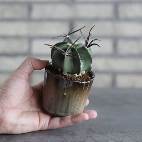 【TAKATAKA】Astrophytum capricorne v. crassispinum (大鳳玉) × 安西岳郎 / 中川智治 (3号)  no.823/32