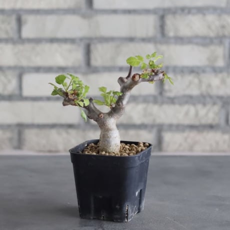 Bursera hindsiana (3号鉢)  no.705/95