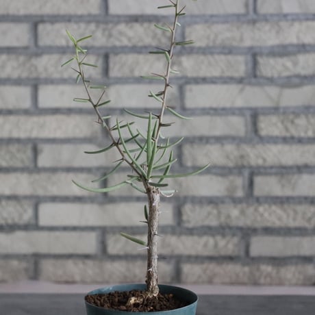 Alluaudiopsis fiherenensis (4号)   no.830/50