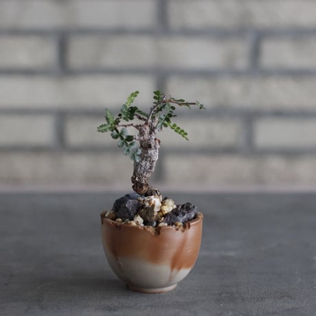 Operculicarya pachypus × takero pot (2.5号)  no.920/43