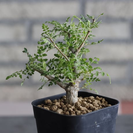 Boswellia neglecta (3号鉢)  no.705/103