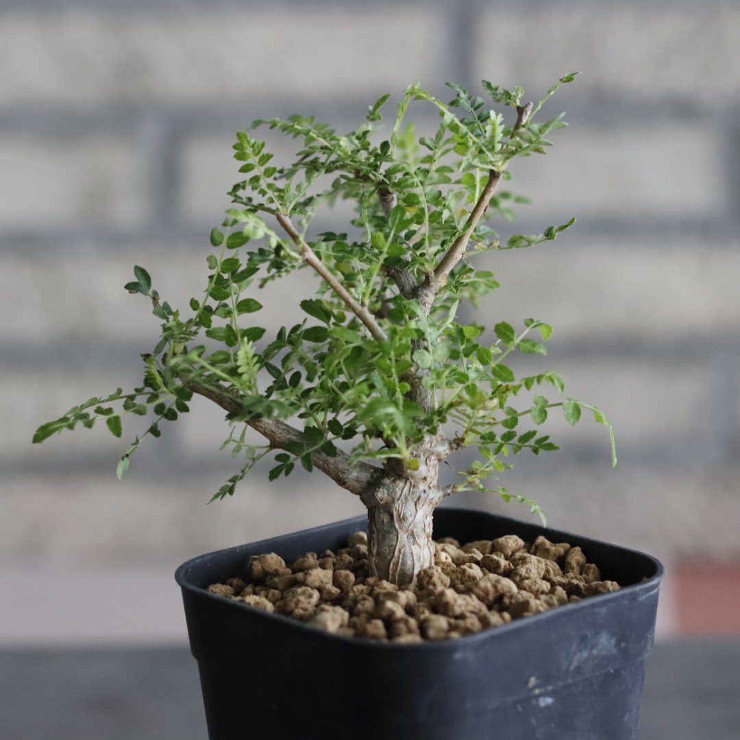 Boswellia neglecta (3号鉢) no.705/103 | 芽の巣山