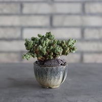 【芽の巣山】Euphorbia horrida f. monstruosa × 安西岳郎 / 中川智治 (2.5号)  no.823/27