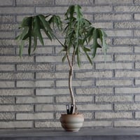 Schefflera actinophylla cv. Nova × TAKERO NO TORUKO (4号)  no.920/27