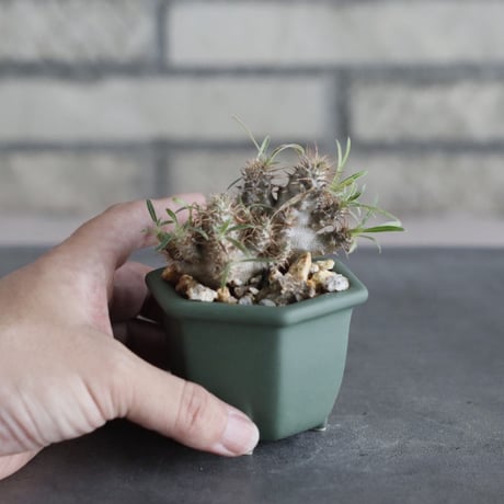 Pachypodium gracilius × nos pot (2号)  no.712/37