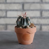 Ferocactus latispinus (日出丸) × YAMABACHI var. N/OH (3号)  no.906/46