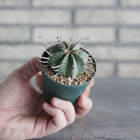 Euphorbia valida (2.5号) ＋YAMABACHI  no.830/22