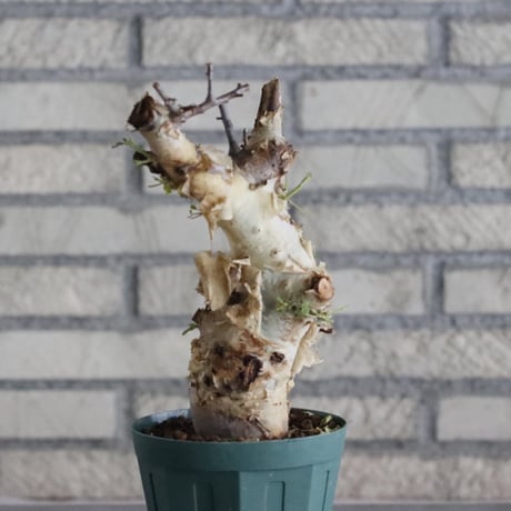 Commiphora kataf ver.turkanensis (4号)   no.830/46