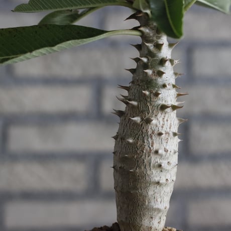 Pachypodium baronii (3号鉢)  no.705/107