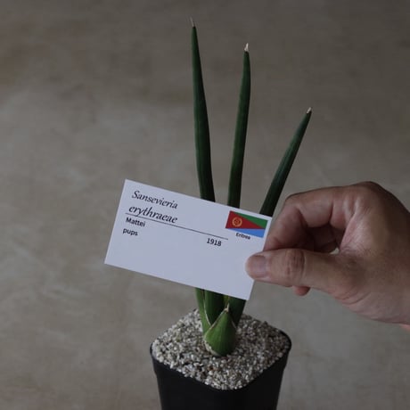 【tres】Sansevieria erythracae (3号)  no.816/48