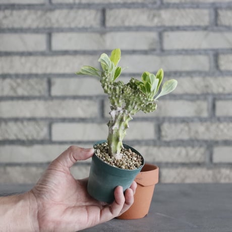 Euphorbia nivulia (2.5号) ＋YAMABACHI  no.830/15