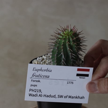 【tres】Euphorbia fruticosa (3号)  no.816/53