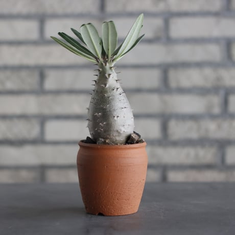 N/OH-TERRACOTTA MIX × Pachypodium rosulatum ssp. cactipes (3号)  no.730/13
