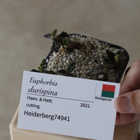 【tres】Euphorbia durispina (3.5号)  no.816/55