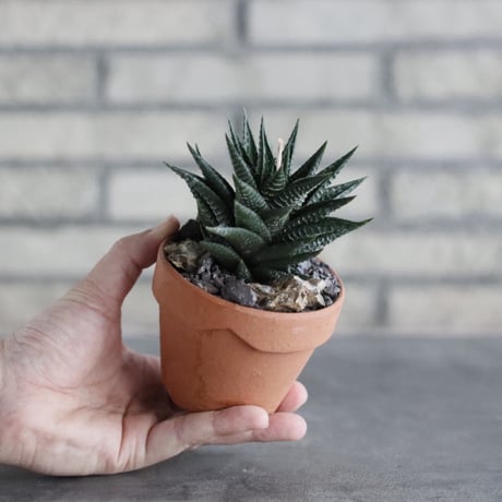 Haworthia limifolia × YAMABACHI (3号)  no.906/48