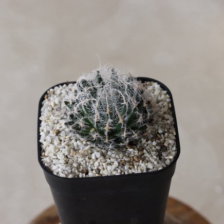 【tres】Haworthia arachnoidea var. setata 'candidá' (3号)  no.816/16